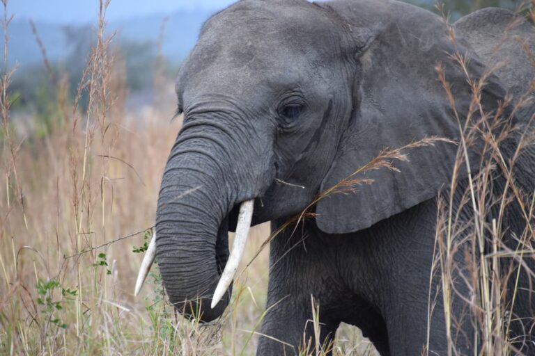 Elefant_nah